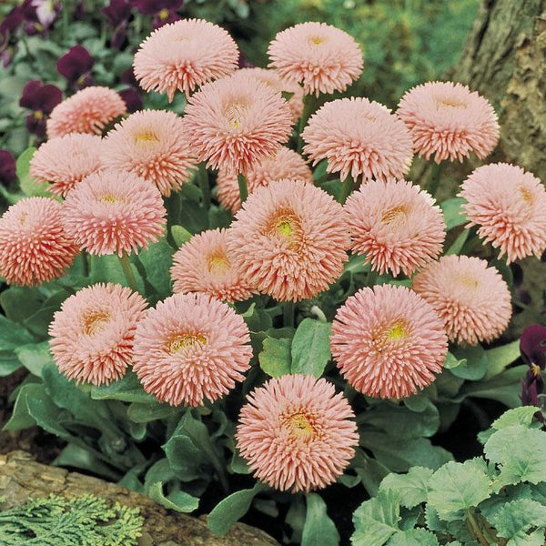 Bellis Salmon Rose Flower Punnet