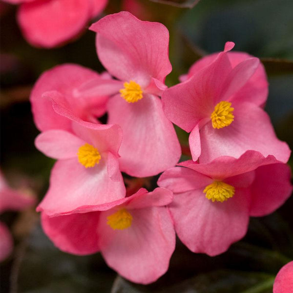 Begonia Bronze Leaf Pink Flower Punnet