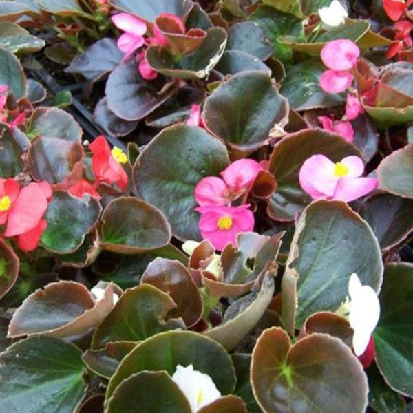 Begonia Bronze Leaf Mix Flower Punnet