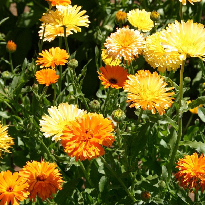 Calendula Mix Flower Punnet