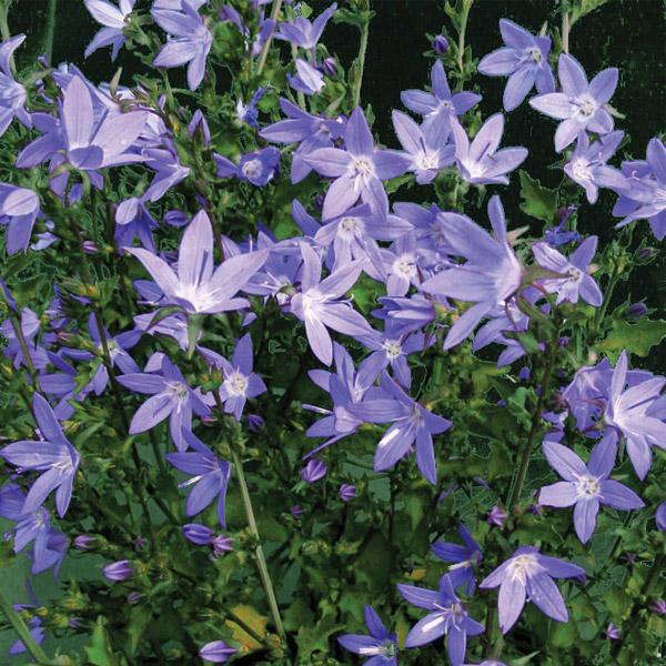 Campanula E.K. Toogood - 14cm