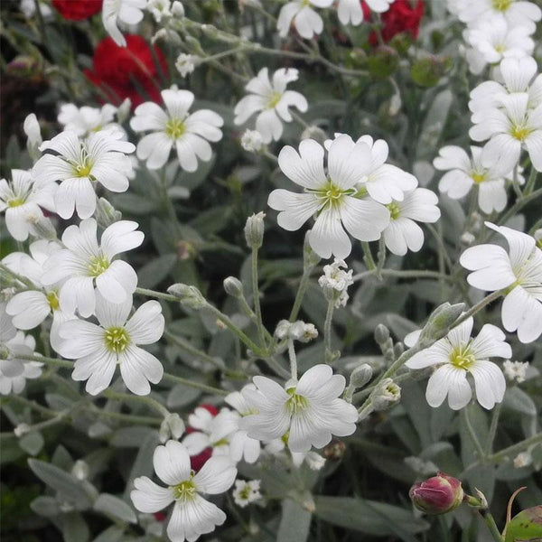 Cerastium Snow In Summer Flower Punnet