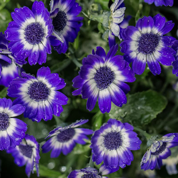 Cineraria Blue Shades Flower Punnet