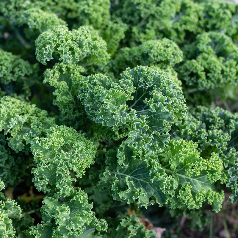 Curly Kale Borecole Vegetable Punnet