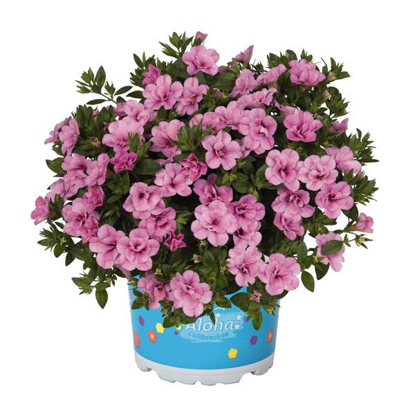 Calibrachoa Aloha Double Assorted - 1L