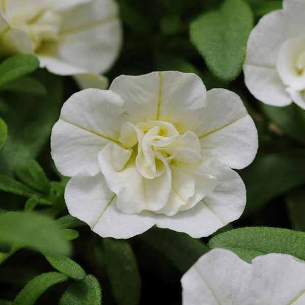 Calibrachoa Double White - 1.5L