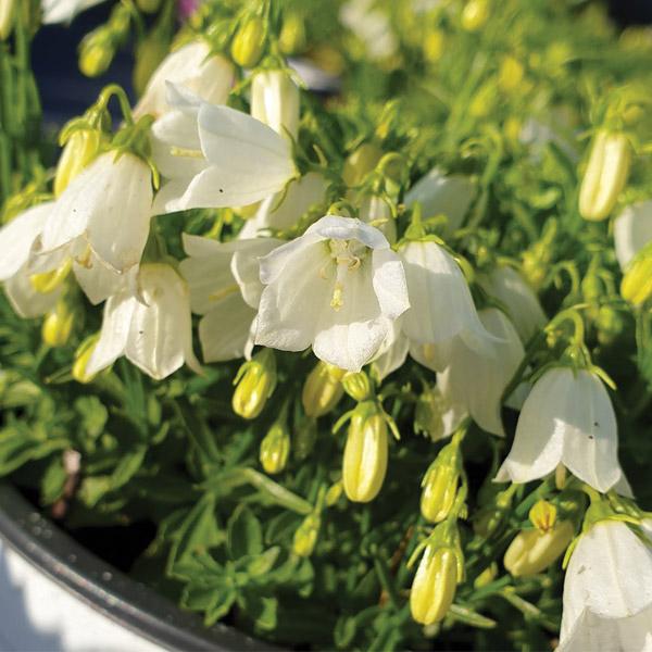 Campanula Swinging Bells White - 14cm