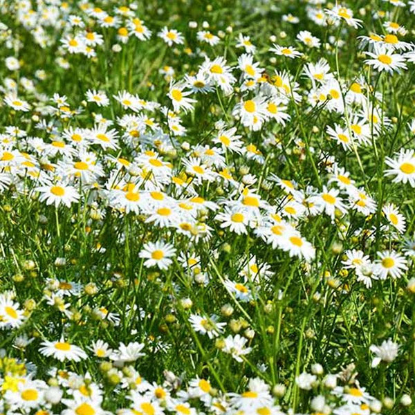 Chamomile Lawn - 12.5CM