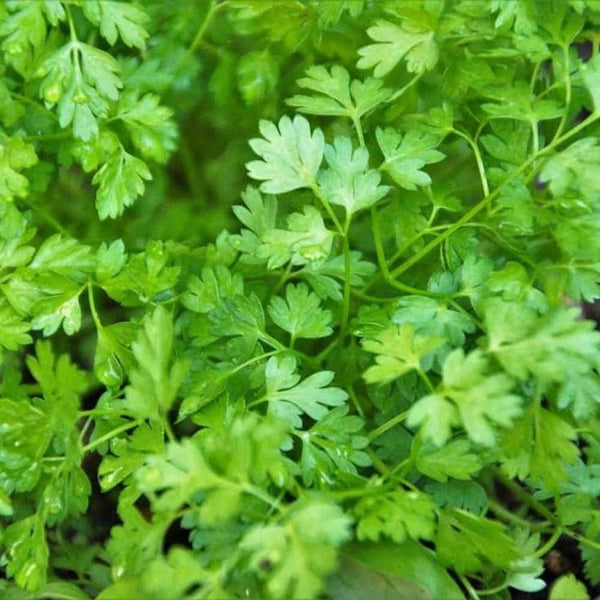 Chervil - 10CM