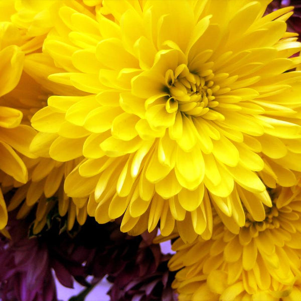 Chrysanthemum Yellow Flower Punnet