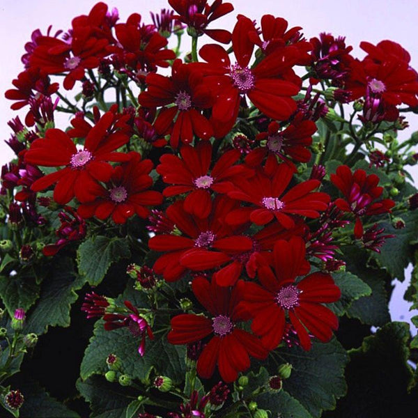 Cineraria Red Flower Punnet