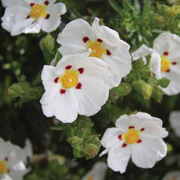 Cistus Snowmound - 2.5L