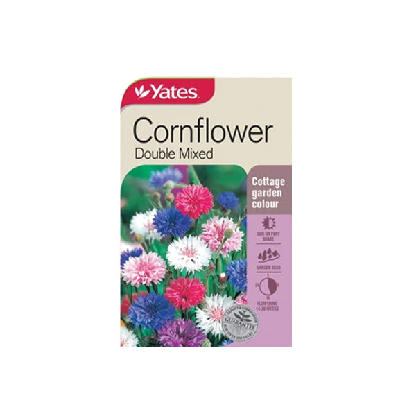 Cornflower Double Mixed