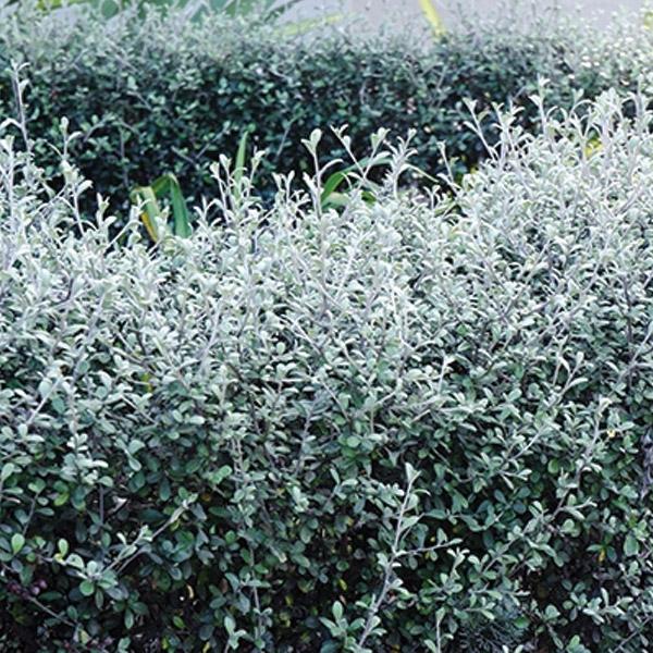 Corokia Geentys Ghost - 2.5L