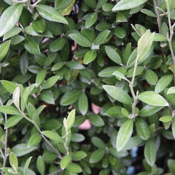 Corokia Geentys Green - 1L