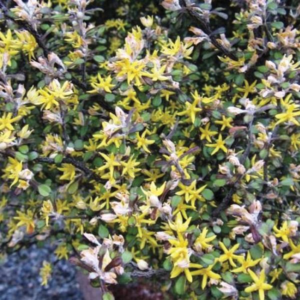 Corokia Pip Squeak - 1.9L