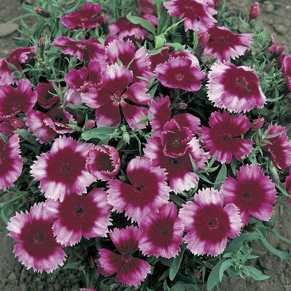 Dianthus Raspberry Parfait Flower Punnet