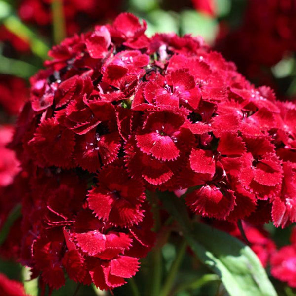 Dianthus Dash Crimson - 14cm