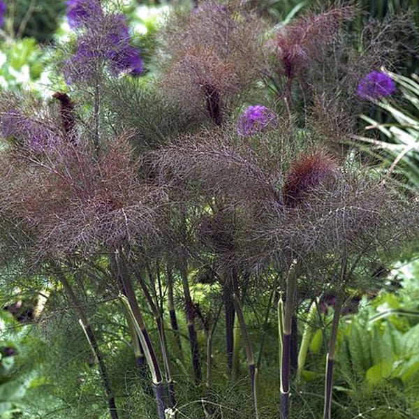 Fennel Bronze - 10CM