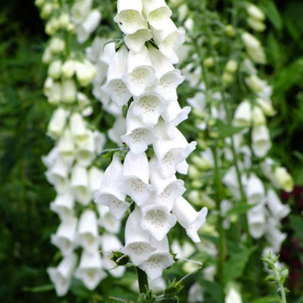 Punnet Foxglove Pure White