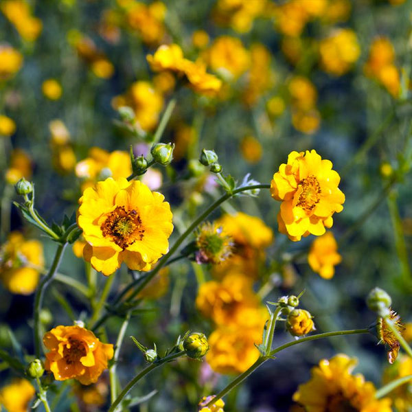 Geum Lady Stratheden Flower Punnet