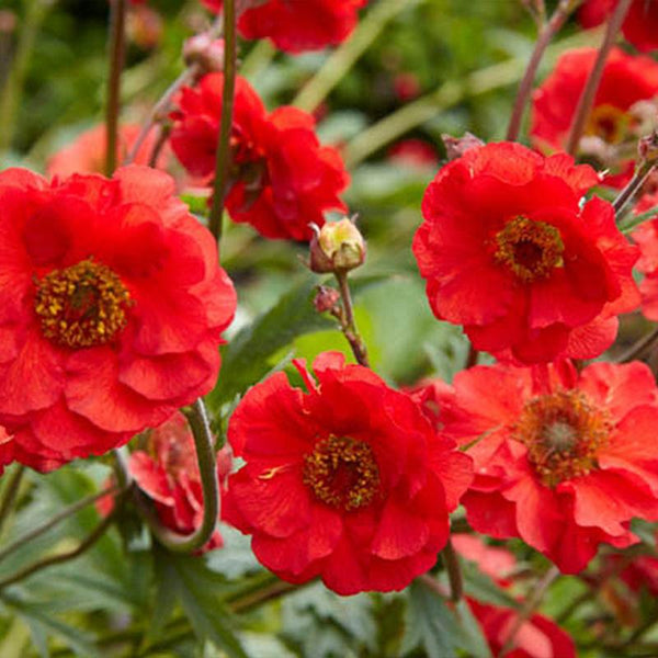 Geum Mrs J Bradshaw Flower Punnet