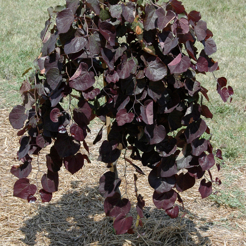 Cercis Can Ruby Falls - PB28