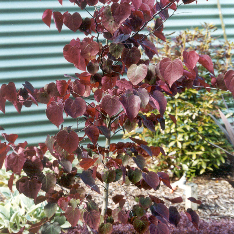 Cercis Forest Pansy - PB28