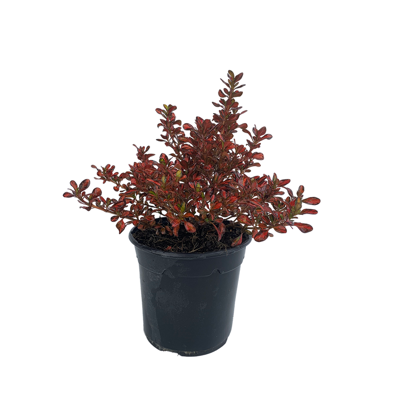 Coprosma Evening Glow - 2.5L