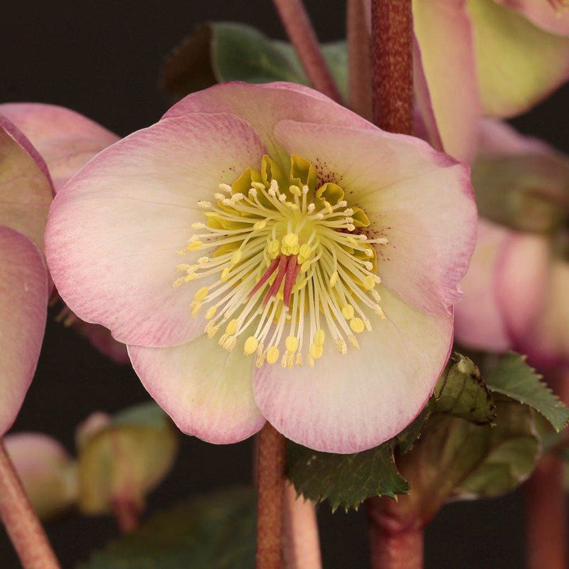 Hellebore Olivias Joy - 2.5L