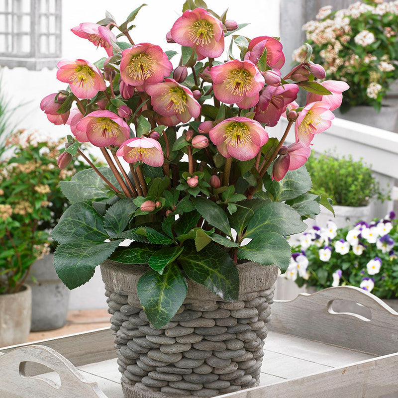 Hellebore Olivias Joy - 2.5L