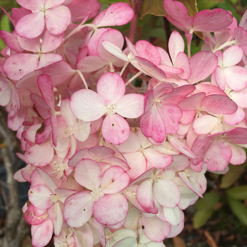 Hydrangea Paniculata Sundae Fraise - 4.5L