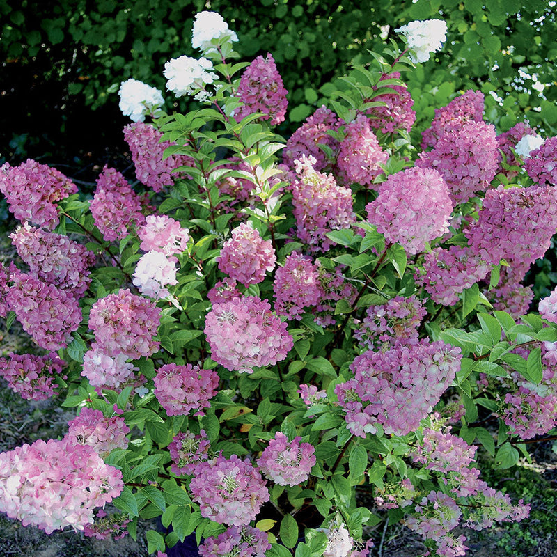 Hydrangea Paniculata Sundae Fraise - 4.5L