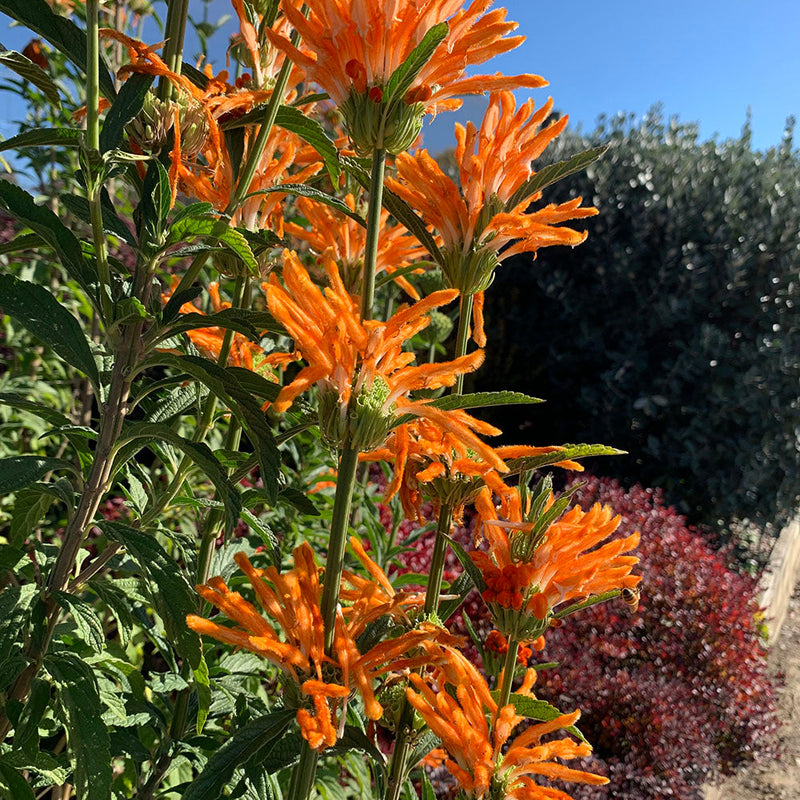 Leonotis Leonurus - 2.5L