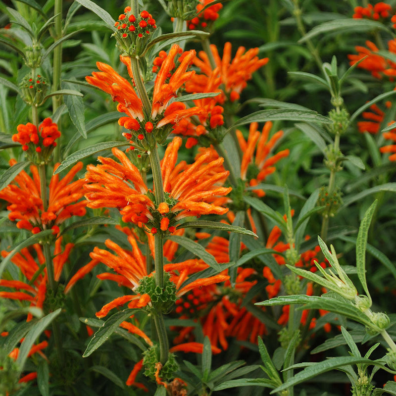 Leonotis Leonurus - 2.5L