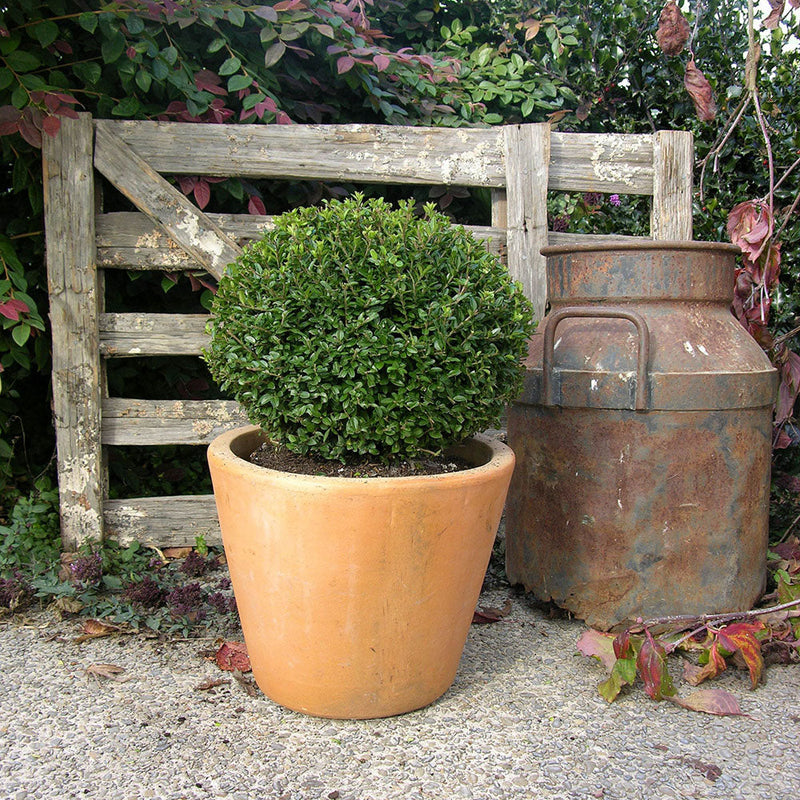 Lonicera Nitida - 10L