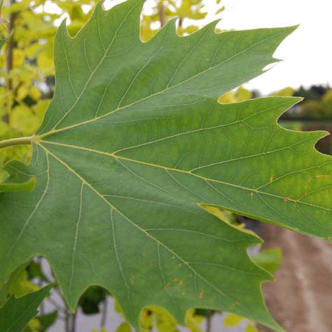 Platanus Acerifolia - PB18