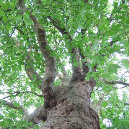 Platanus Acerifolia - PB18