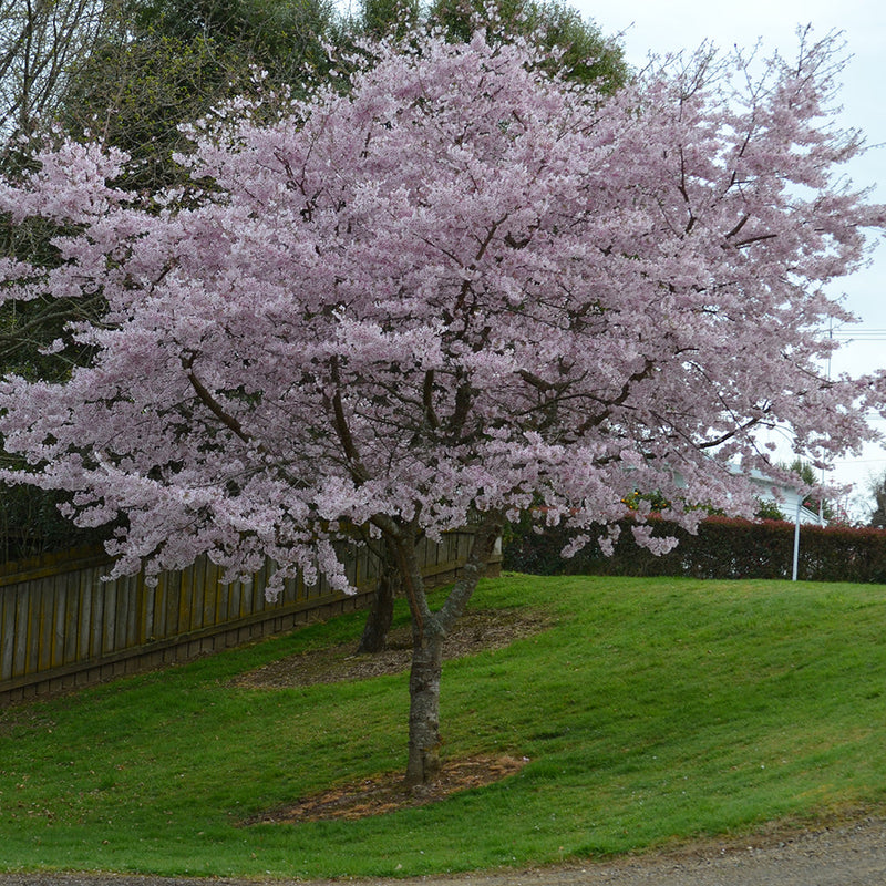 Prunus Awanui - 1.8M STD