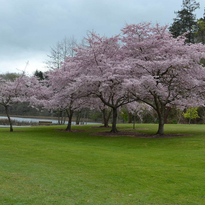 Prunus Awanui - 1.8M STD