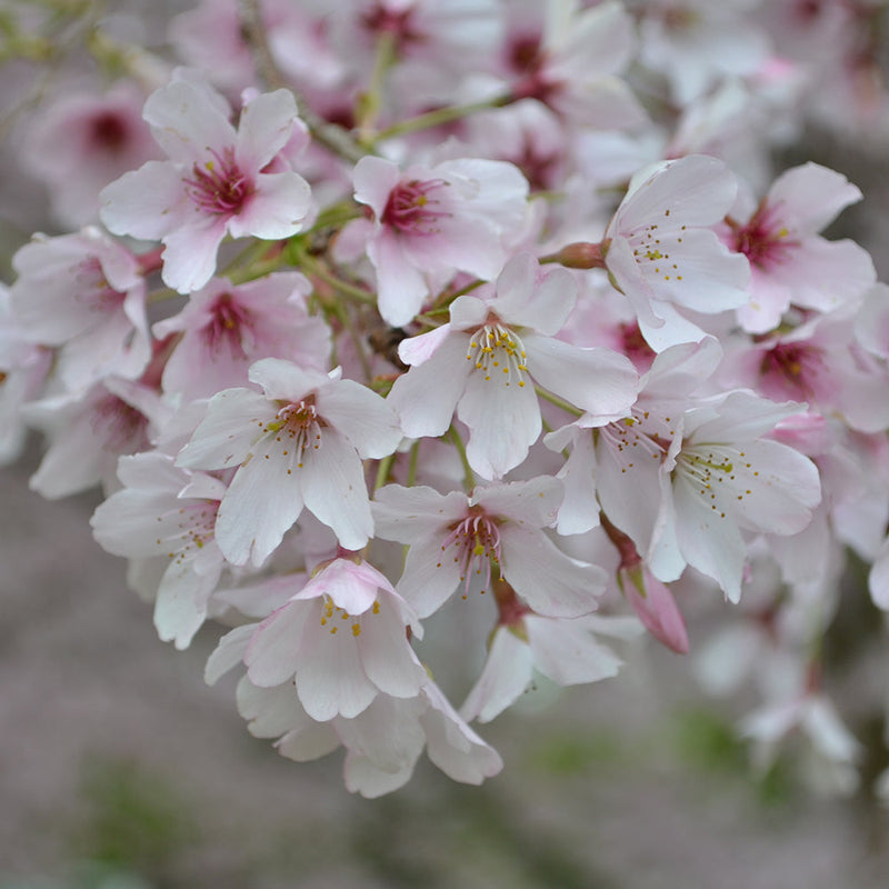 Prunus Awanui - 1.8M STD