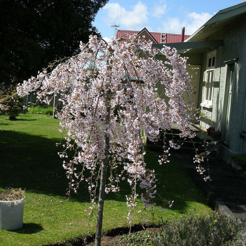 Prunus Falling Snow - 1.8M STD PB28