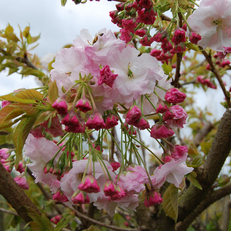 Prunus Shirotae - 1.5M STD