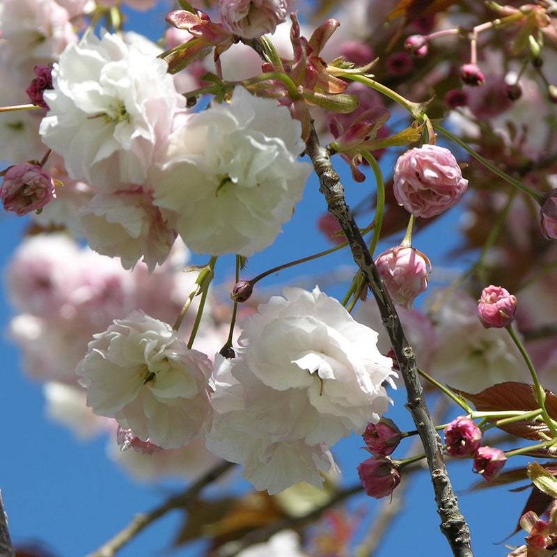 Prunus Shimidzu Sakura - 1.8M