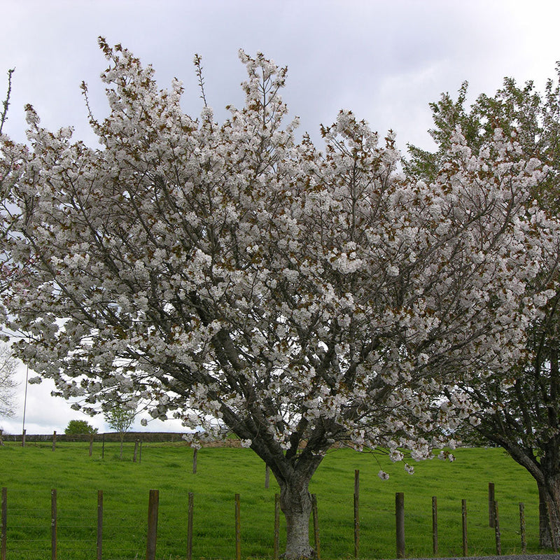 Prunus Shirotae - 1.8M STD PB28