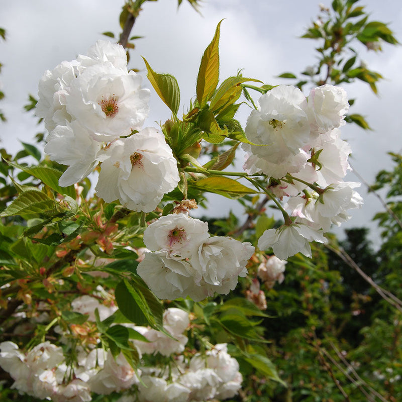 Prunus Shirotae - 1.5M STD