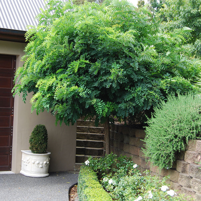 Robinia Mop Top - 1.8M STD