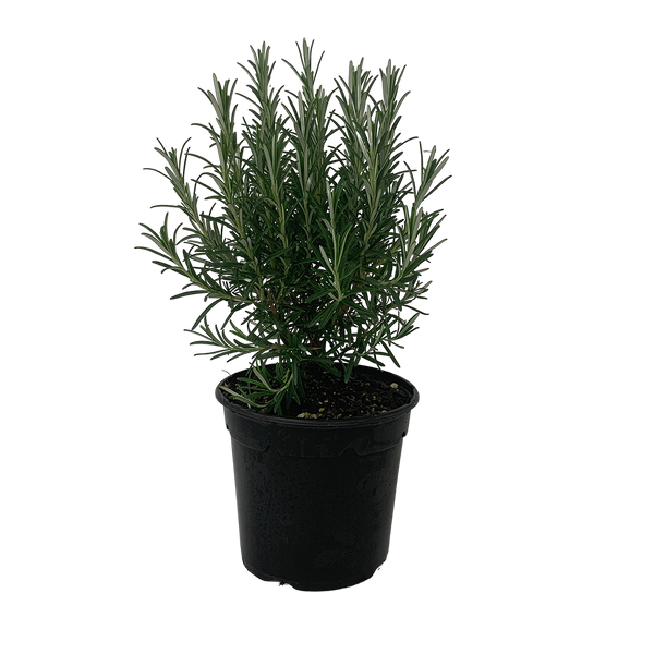 Rosemary September Blue - 2.5L