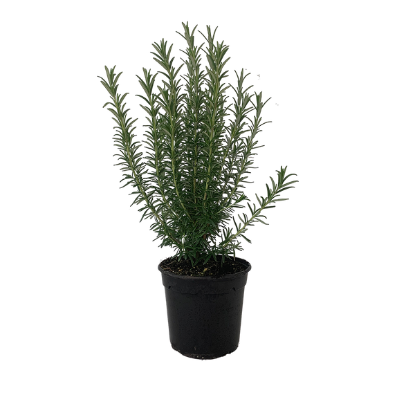 Rosemary Tuscan Blue - 2.5L