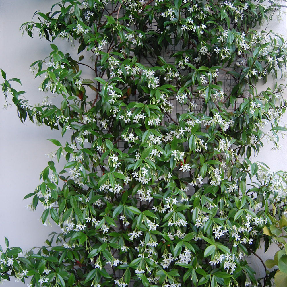 Trachelospermum Jasminoides - 2L